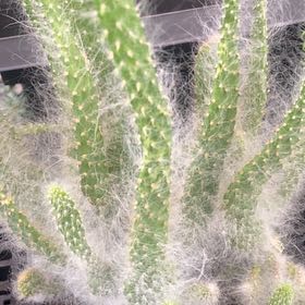 Photo of the plant species Teddy-Bear Cactus by @GodlyRambutan82 named Surya on Greg, the plant care app