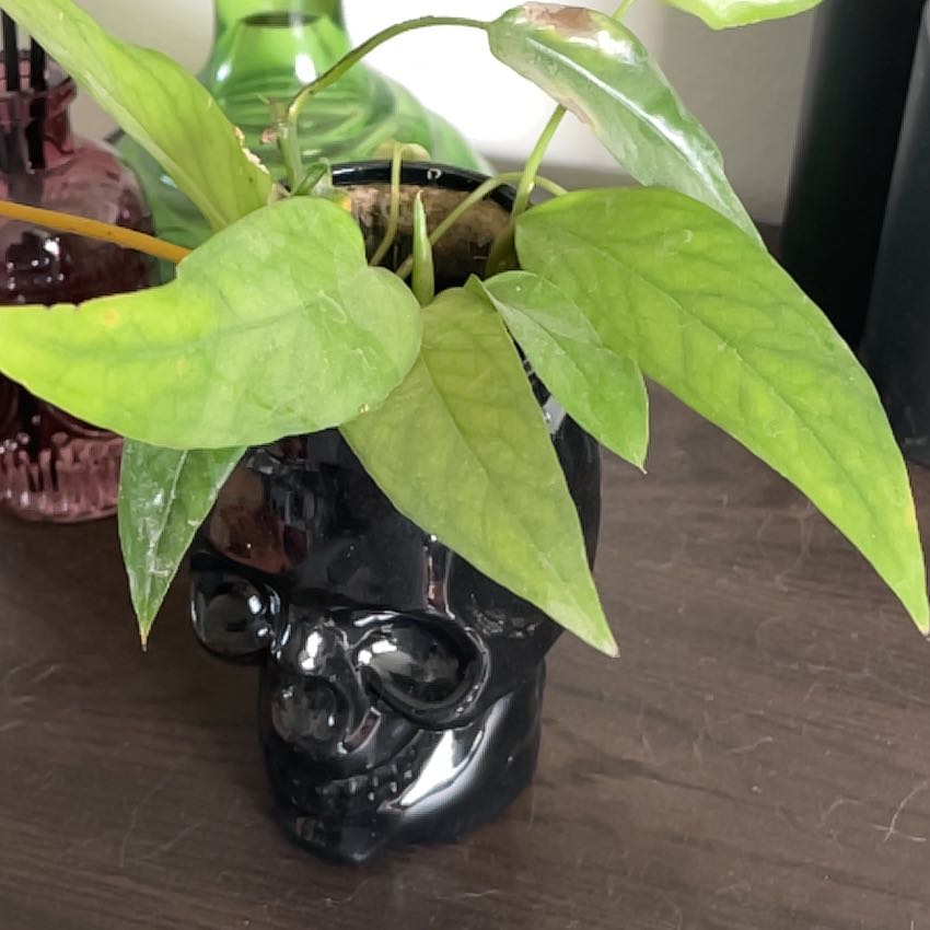 Photo of the plant species Epipremnum 'Skeleton Key' by @RootandRitual named Janus on Greg, the plant care app