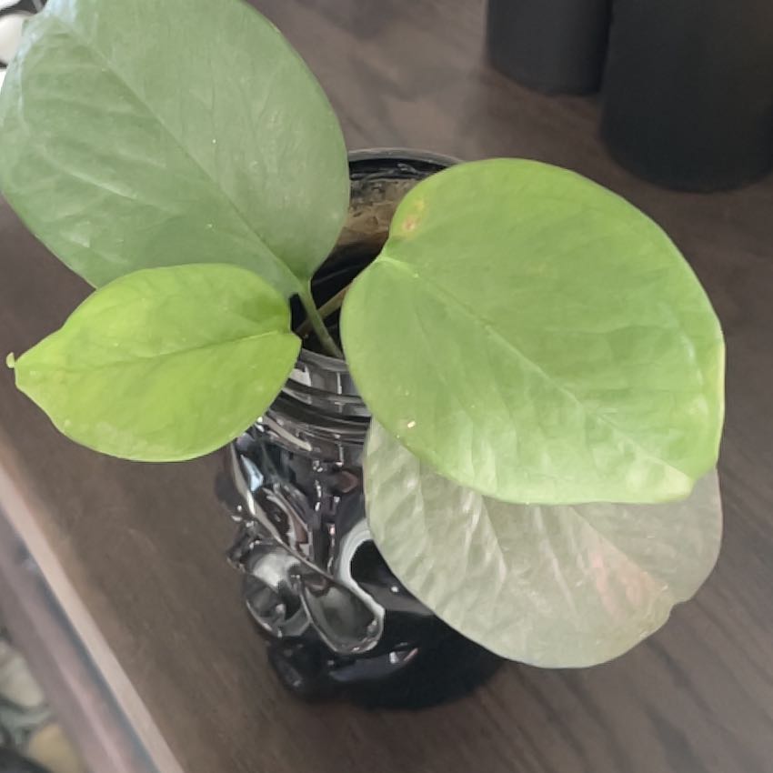 Photo of the plant species Jade Satin Pothos by @RootandRitual named Jasper on Greg, the plant care app
