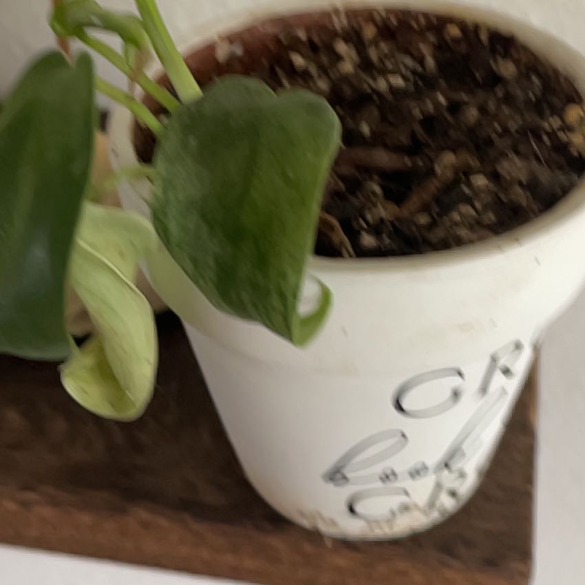 Photo of the plant species Variegated Heartleaf Philodendron by @RootandRitual named Amara on Greg, the plant care app