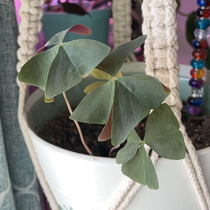 Photo of the plant species Green Shamrock by @RootandRitual named Sprite on Greg, the plant care app