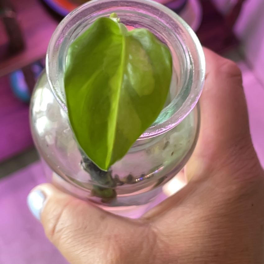 Photo of the plant species Global Green Pothos by @RootandRitual named Thicket on Greg, the plant care app