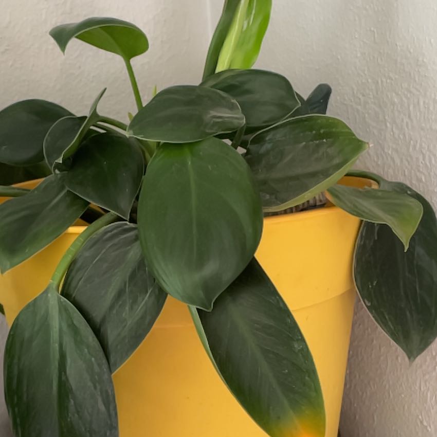 Photo of the plant species Green Princess by @RootandRitual named Titania on Greg, the plant care app