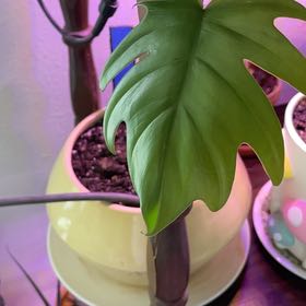 Photo of the plant species Philodendron mayoi by @RootandRitual named Dryad on Greg, the plant care app