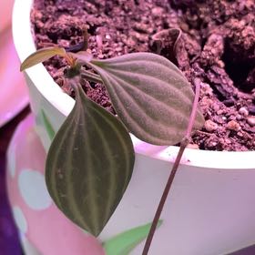 Photo of the plant species Beetle Peperomia by @RootandRitual named Pip on Greg, the plant care app