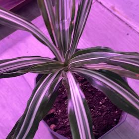 Photo of the plant species White Jewel Dracaena by @RootandRitual named Ribbon on Greg, the plant care app