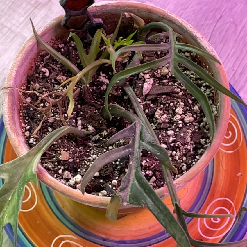 Photo of the plant species Philodendron tortum by @RootandRitual named Bones on Greg, the plant care app