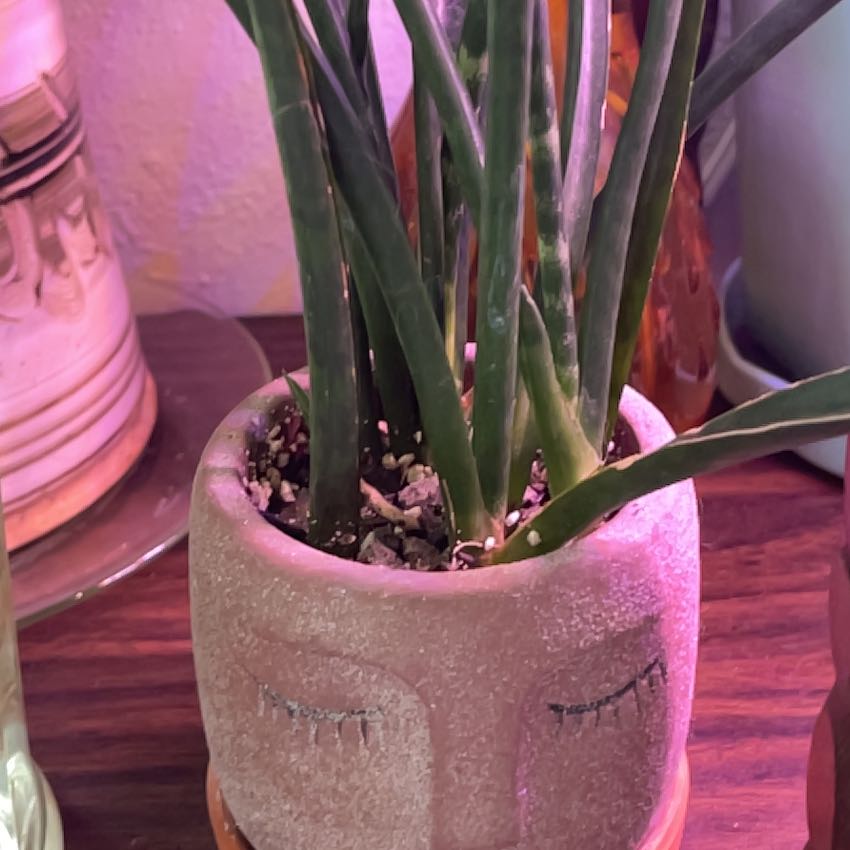 Photo of the plant species Dracaena 'Fernwood' by @RootandRitual named Rune on Greg, the plant care app