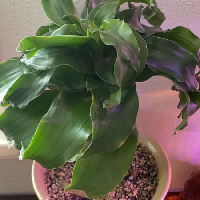 Photo of the plant species Twister by @RootandRitual named Alchemy on Greg, the plant care app