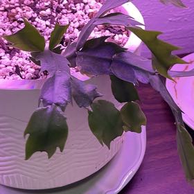 Photo of the plant species Thanksgiving Cactus by @RootandRitual named Fafnir on Greg, the plant care app