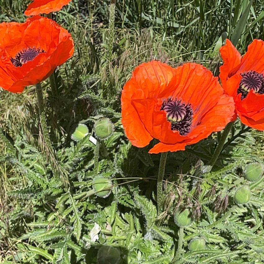 Photo of the plant species Oriental Poppy by @RootandRitual named Phoenix Cup on Greg, the plant care app