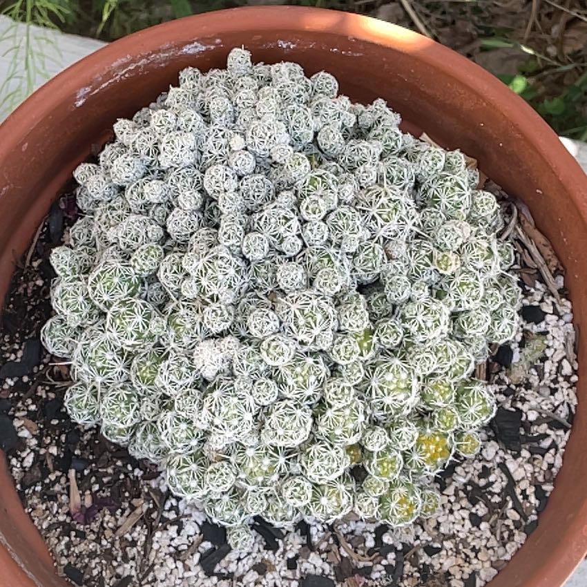 Photo of the plant species Thimble Cactus by @RootandRitual named The Hermit’s Mound on Greg, the plant care app