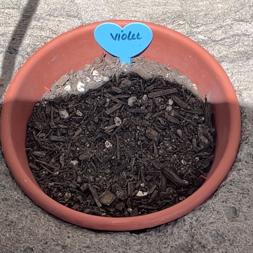 Photo of the plant species Assorted Violets by @RootandRitual named Viola on Greg, the plant care app
