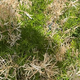 Photo of the plant species Fern by @RootandRitual named Sylvan on Greg, the plant care app