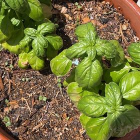 Photo of the plant species Mammolo Basil by @RootandRitual named Mammolo on Greg, the plant care app