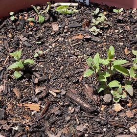 Photo of the plant species Mountain Mint by @RootandRitual named Mint on Greg, the plant care app