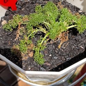 Photo of the plant species Chamomile by @RootandRitual named Zloty Lan Chamomile on Greg, the plant care app