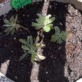Photo of the plant species Bee Sage by @RootandRitual named Sacred White Sage on Greg, the plant care app