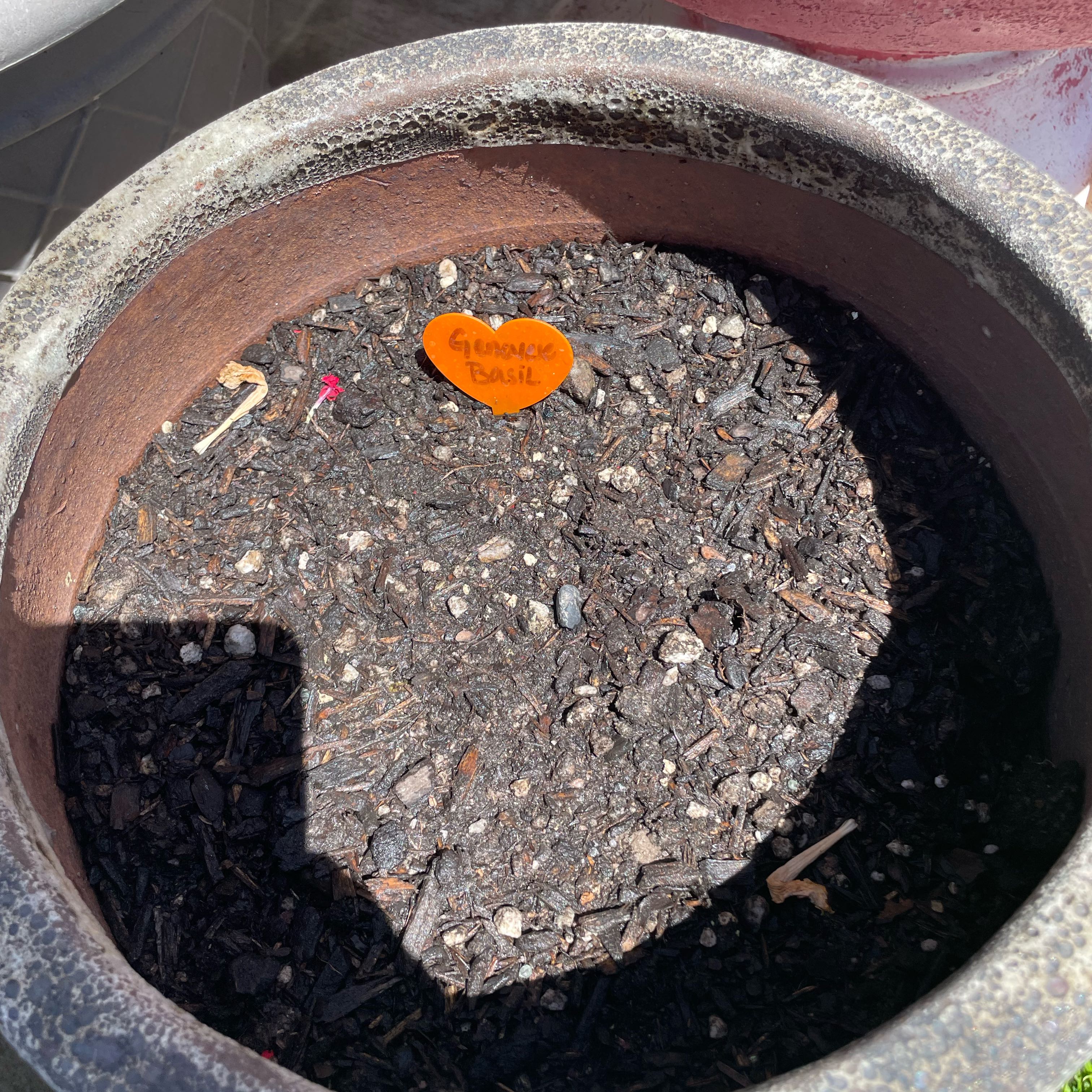 Photo of the plant species basil genovese by @RootandRitual named Basil on Greg, the plant care app