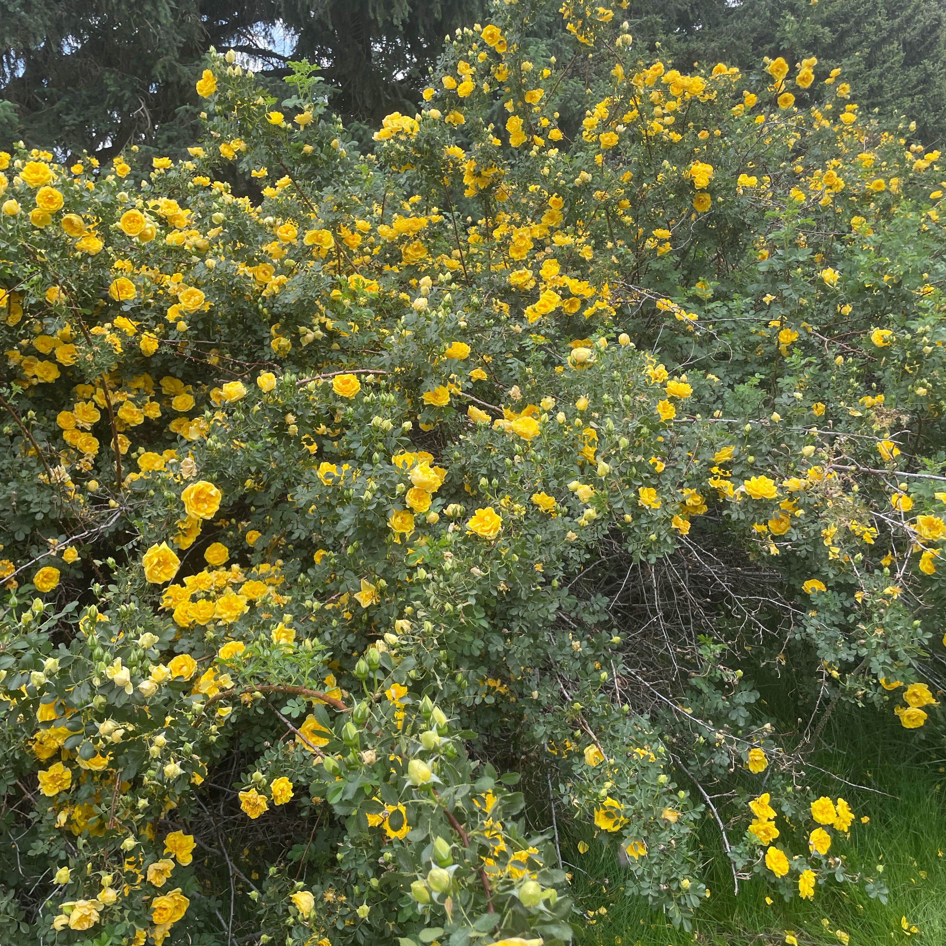 Photo of the plant species Harison's Yellow Rose by @RootandRitual named The Gilded Briar-Patch on Greg, the plant care app