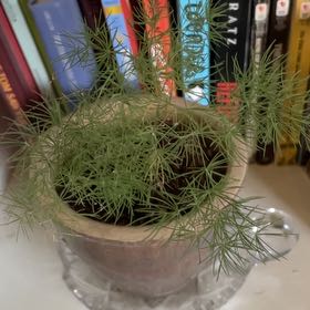 Photo of the plant species Emerald Feather Fern by @RootandRitual named Leshy on Greg, the plant care app