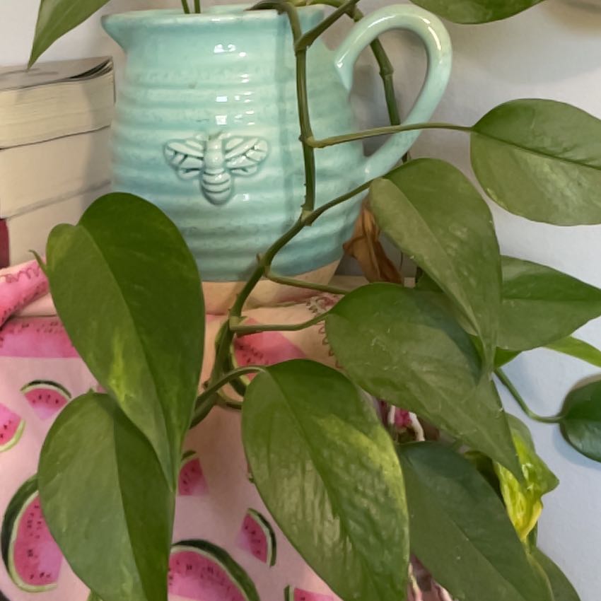 Photo of the plant species Emerald Pothos by @RootandRitual named Loki on Greg, the plant care app