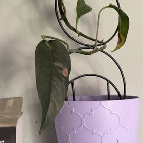 Photo of the plant species Albo Epipremnum Pinnatum by @RootandRitual named Maya on Greg, the plant care app