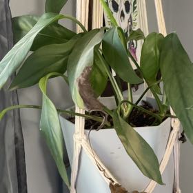 Photo of the plant species Baltic Blue Pothos by @RootandRitual named Melinoe on Greg, the plant care app