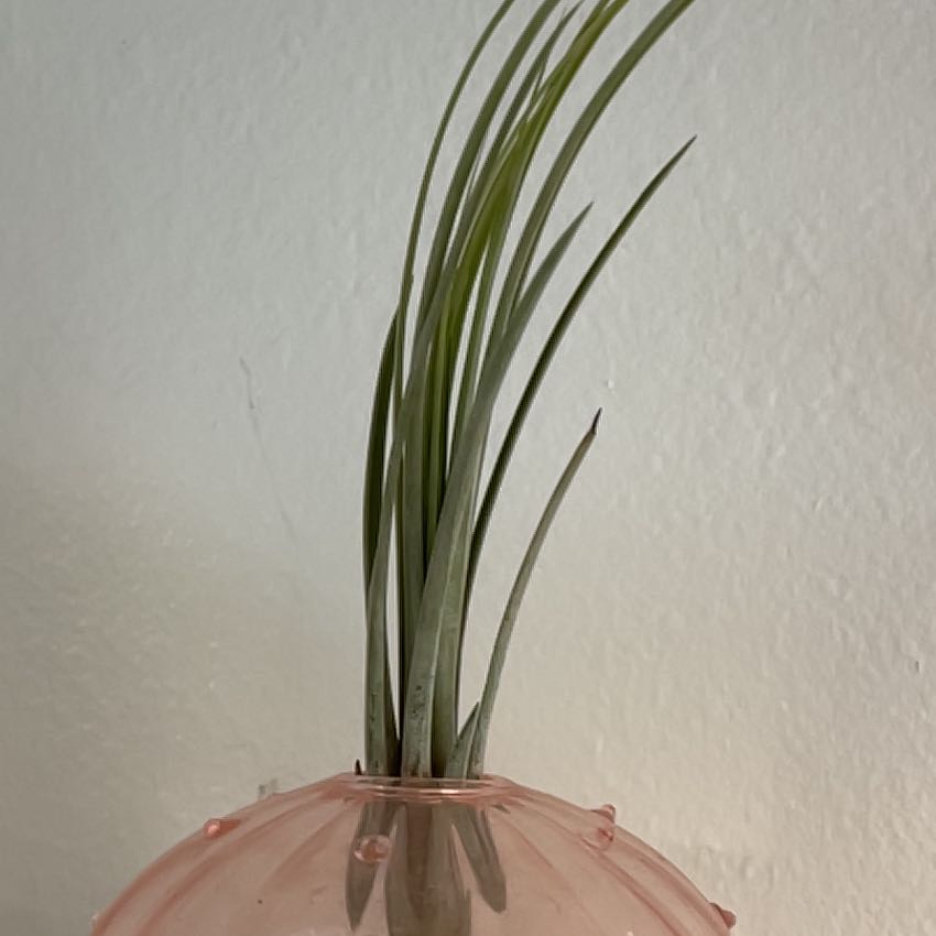 Photo of the plant species Tillandsia melanocrater by @RootandRitual named Artemis on Greg, the plant care app