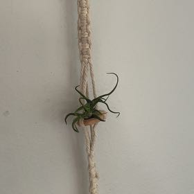 Photo of the plant species Tillandsia Bulbosa Guatomala by @RootandRitual named Ambrosia-Eudora-Aesyle-Coronis-Polyxo on Greg, the plant care app