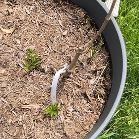 Photo of the plant species Black Elderberry by @RootandRitual named Nova on Greg, the plant care app
