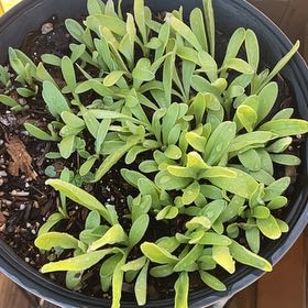 Photo of the plant species Calendula 'Deja Vu Mix' by @RootandRitual named Calendula mix deck x2 on Greg, the plant care app