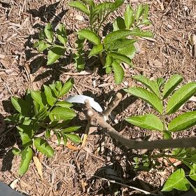 Photo of the plant species Black Elderberry by @RootandRitual named Elderberry - Nova on Greg, the plant care app