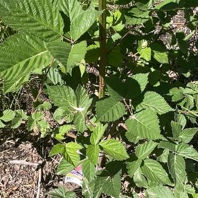 Photo of the plant species Loganberry by @RootandRitual named Loganberry - Frambuesa x2 on Greg, the plant care app