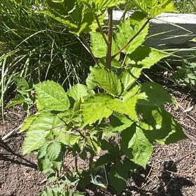 Photo of the plant species Blackberry by @RootandRitual named Blackberry - Rubus x4 on Greg, the plant care app