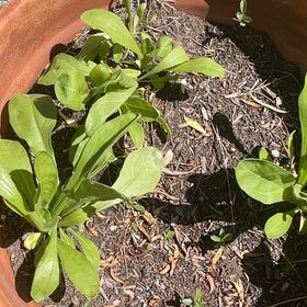 Photo of the plant species Calendula 'Calypso Orange' by @RootandRitual named Calendula Mixed on Greg, the plant care app