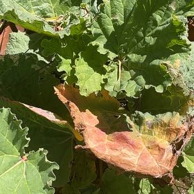 Photo of the plant species Garden Rhubarb by @RootandRitual named Rhubarb on Greg, the plant care app