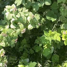 Photo of the plant species Red Raspberry by @RootandRitual named Raspberry- Red x8 Gold x4 on Greg, the plant care app