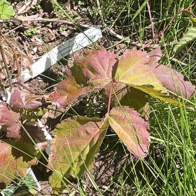 Photo of the plant species Boysenberry by @RootandRitual named Thornless x2 on Greg, the plant care app