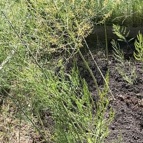 Photo of the plant species Garden Asparagus by @RootandRitual named Mary Washington-Purple Passion-Millennium on Greg, the plant care app