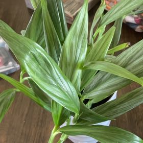 Photo of the plant species Pothos amplifolia by @RootandRitual named Rowena on Greg, the plant care app