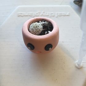 Photo of the plant species Thimble Cactus by @RootandRitual named Wisp on Greg, the plant care app