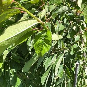 Photo of the plant species Sweet Cherry by @RootandRitual named Cherry - Sweatheart on Greg, the plant care app
