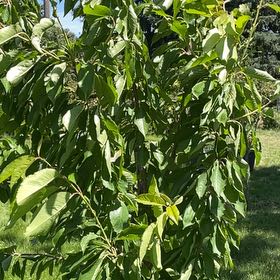 Photo of the plant species Bing Cherry Tree by @RootandRitual named Cherry - Stella on Greg, the plant care app