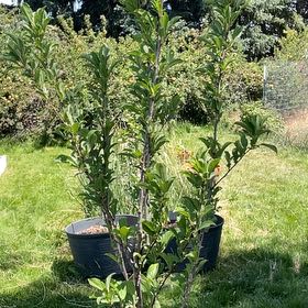 Photo of the plant species Flavor Supreme Pluot Tree by @RootandRitual named Pluot - Flavor King on Greg, the plant care app