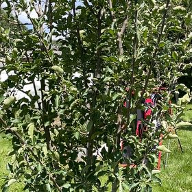 Photo of the plant species Apple by @RootandRitual named Apple - gala on Greg, the plant care app