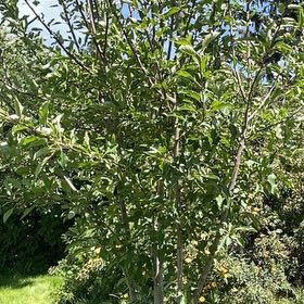 Photo of the plant species Jonagold Apple by @RootandRitual named Apple - jonagold on Greg, the plant care app