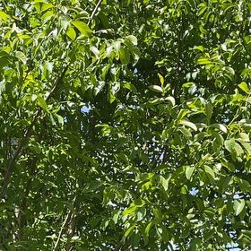 Photo of the plant species English Walnut by @RootandRitual named Barnaby on Greg, the plant care app