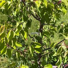 Photo of the plant species Tomcot Apricot by @RootandRitual named Apricot - Tomcot on Greg, the plant care app