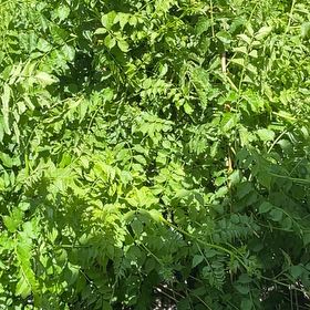 Photo of the plant species Yellow Trumpet Vine by @RootandRitual named Ignis on Greg, the plant care app